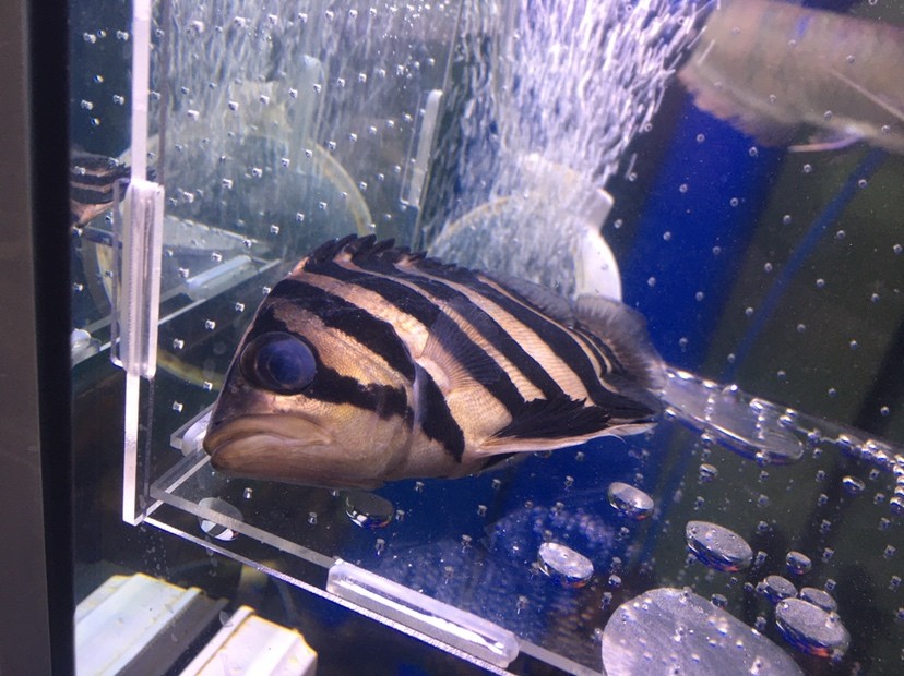 虎魚大蒙眼