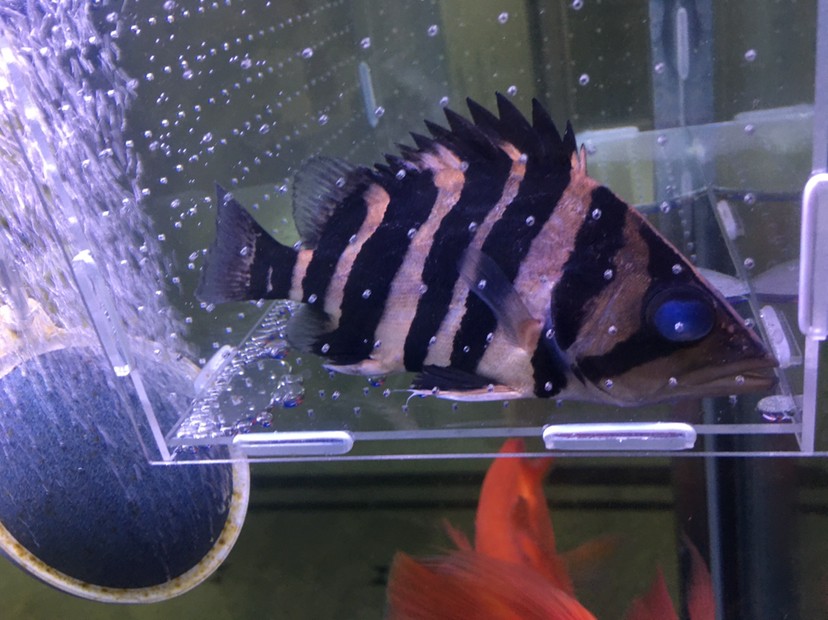 虎魚大蒙眼