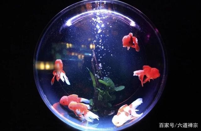 昆山三同中華錦鯉養殖有限公司