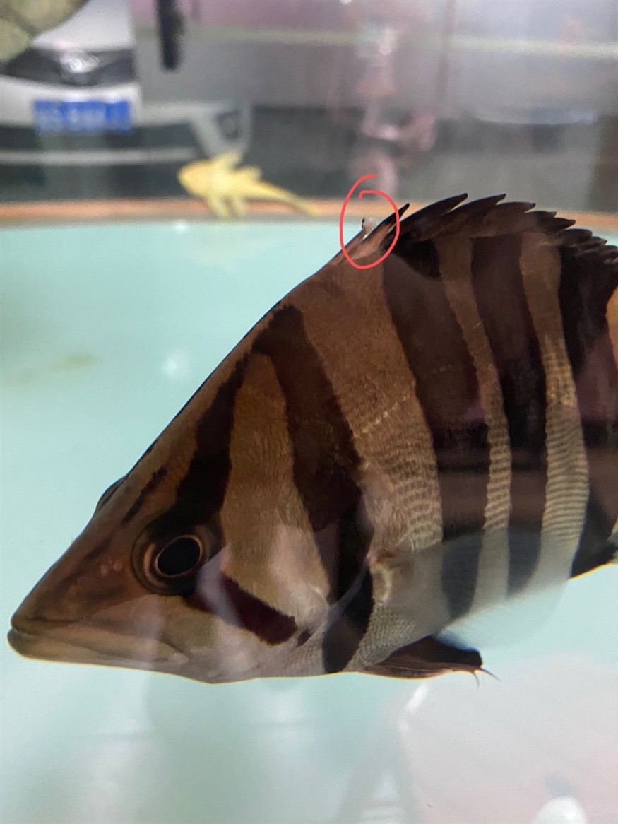 虎魚長這個是什么原因？