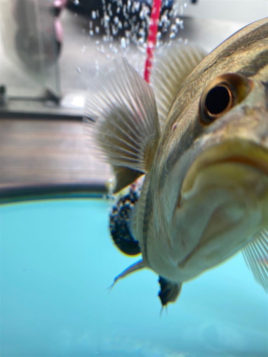 虎魚長這個是什么原因？