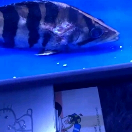 誰來救救我的虎魚