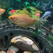魚缸用增氧泵價格是多少:魚缸增氧機-xtrac增氧機-xtrac增氧機 觀賞魚快遞如何包裝(觀賞魚快遞包裝綠色水加了什么) 紅龍魚百科 觀賞魚快遞如何包裝(觀賞魚快遞包裝綠色水加了什么) 觀賞魚快遞如何包裝(觀賞魚快遞包裝綠色水加了什么) 紅龍魚百科