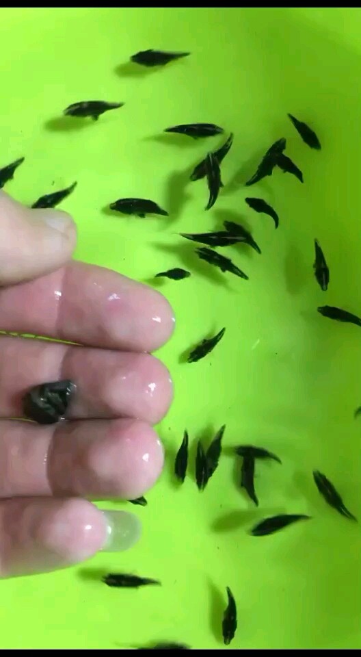 虎苗的質量虎魚