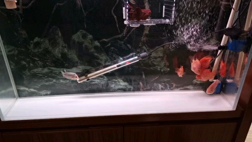 龍魚養幾只風水 龍魚養幾只風水 龍魚百科 第1張