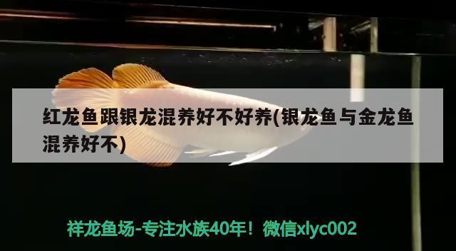 紅龍魚跟銀龍混養好不好養(銀龍魚與金龍魚混養好不)