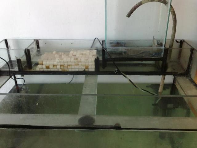 玻璃自己做魚缸可以嗎：如何自制玻璃魚缸