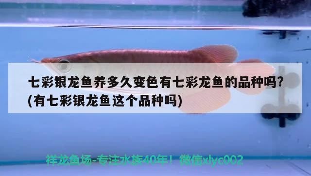 七彩銀龍魚養多久變色有七彩龍魚的品種嗎?(有七彩銀龍魚這個品種嗎)