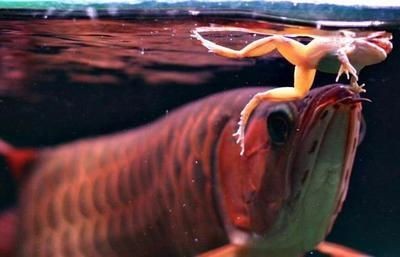 龍魚吃食一直嚼不動(dòng)