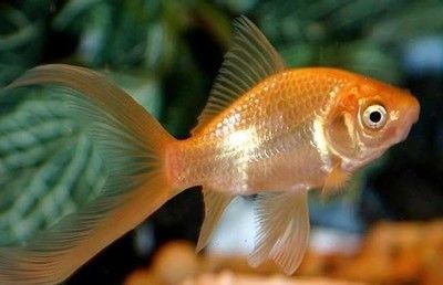 廣州荔灣區(qū)龍魚拼多多買便宜，紅龍魚價(jià)格多少一條