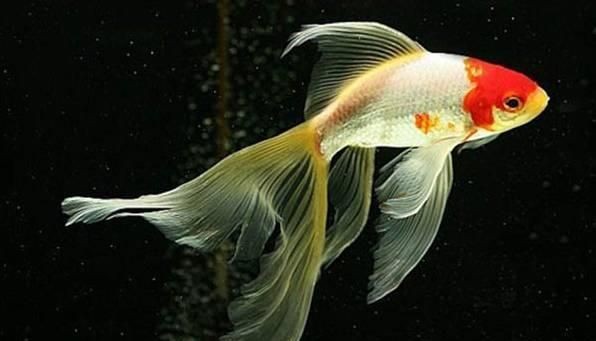 草金魚能放生態魚缸嗎：草金魚在生態魚缸中的生存情況