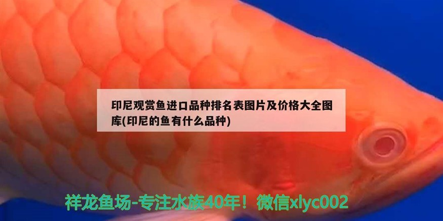 印尼紅龍魚多少錢一條啊圖片大全視頻，標價36萬元，印尼紅龍魚多少錢一條啊圖片大全視頻