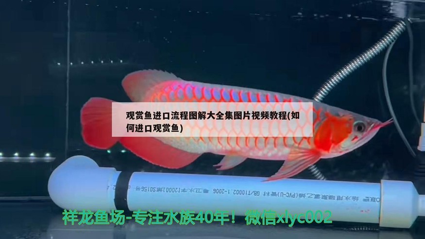 印尼紅龍魚多少錢一條啊圖片大全視頻，標價36萬元，印尼紅龍魚多少錢一條啊圖片大全視頻