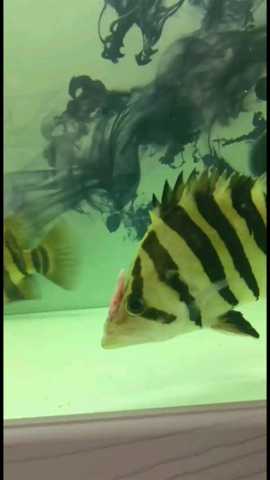 外置骨骼獨角獸虎魚嘴巴竟然可以正常開 外置骨骼獨角獸虎魚嘴巴竟然可以正常開 虎魚百科