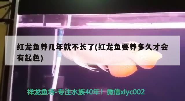 垃圾魚水情專門死龍魚跟虎魚