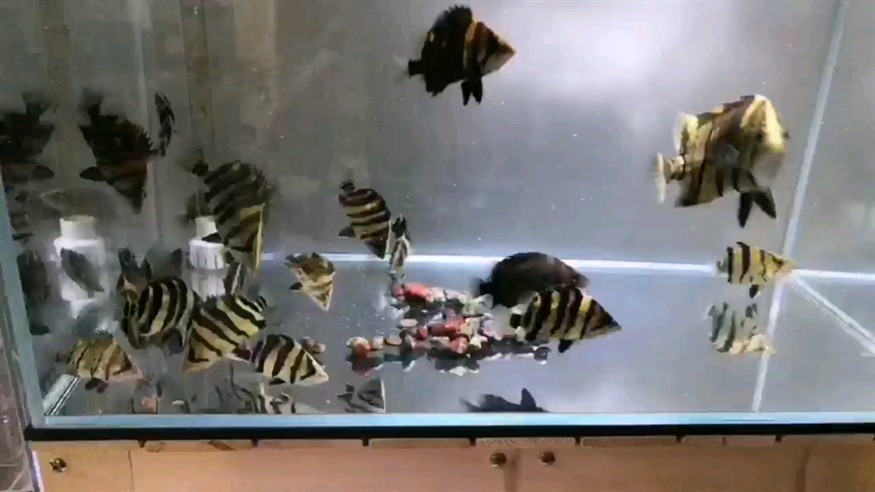 虎魚正確的吃飯方式