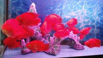 玻璃魚缸買回來直接養魚行嗎：養魚可以直接使用新購買的玻璃魚缸嗎？ 玻璃魚缸買回來直接養魚行嗎：養魚可以直接使用新購買的玻璃魚缸嗎？ 魚缸百科 第4張
