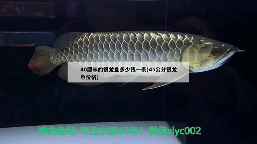 40厘米的銀龍魚多少錢一條(45公分銀龍魚價格) 40厘米的銀龍魚多少錢一條(45公分銀龍魚價格) 銀龍魚百科