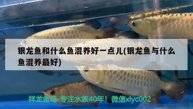 銀龍魚和什么魚混養好一點兒(銀龍魚與什么魚混養最好)