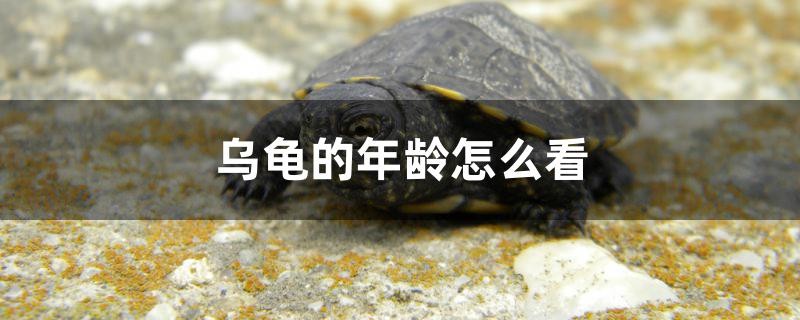 烏龜的年齡怎么看