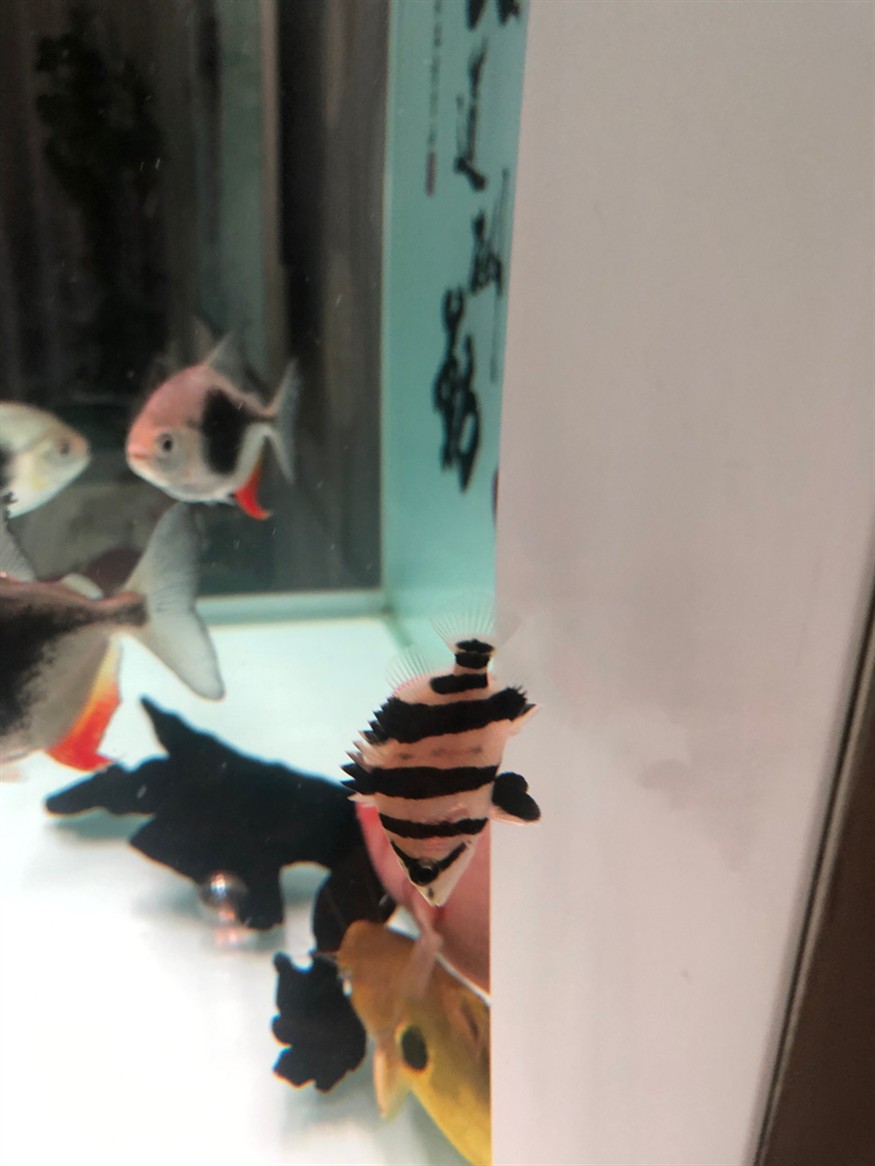 虎魚暗紋 虎魚百科 第1張 虎魚暗紋 虎魚暗紋 虎魚百科 第1張