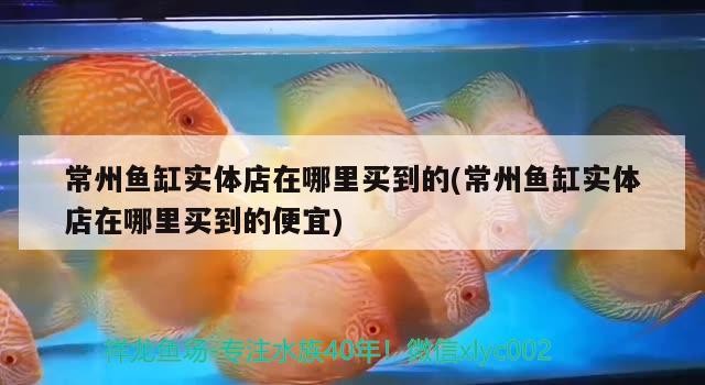 常州魚缸實(shí)體店在哪里買到的(常州魚缸實(shí)體店在哪里買到的便宜)