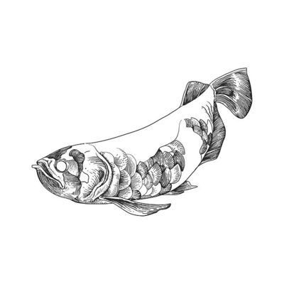 金龍魚線，“金龍魚線”是指某個(gè)品牌或品牌的產(chǎn)品牌嗎？