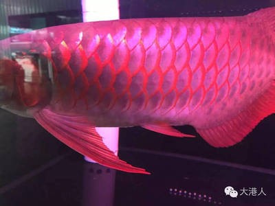 魚缸介紹視頻（魚缸介紹視頻大全） 魚缸介紹視頻（魚缸介紹視頻大全） 紅龍魚百科