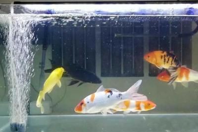 大桶水做魚缸好嗎：大桶水養魚的優缺點