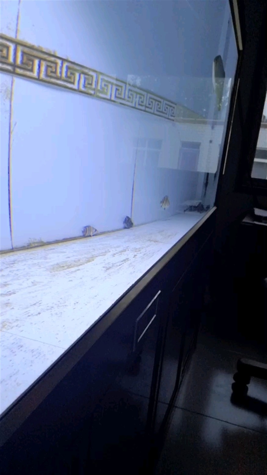 小明虎一枚虎魚圈 小明虎一枚虎魚圈 虎魚百科 第1張