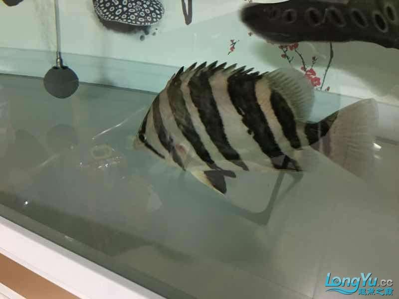 26cm四紋虎魚(yú)出售