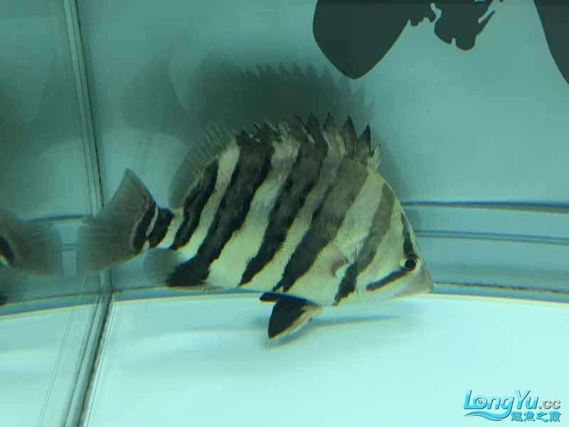 26cm四紋虎魚(yú)出售