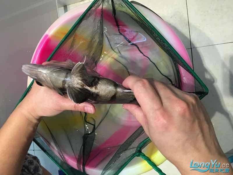 26cm四紋虎魚(yú)出售
