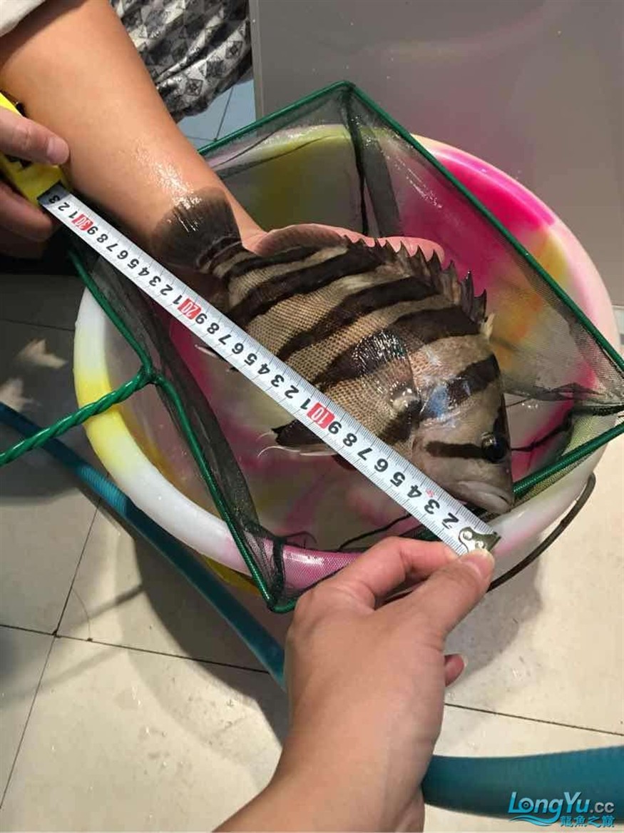 26cm四紋虎魚(yú)出售