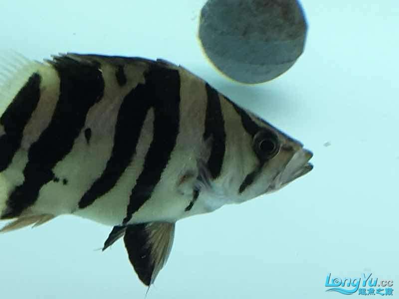 26cm四紋虎魚(yú)出售
