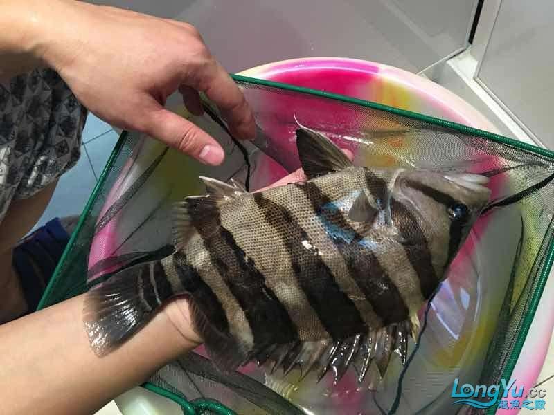 26cm四紋虎魚(yú)出售