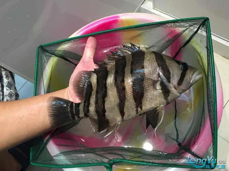 26cm四紋虎魚(yú)出售