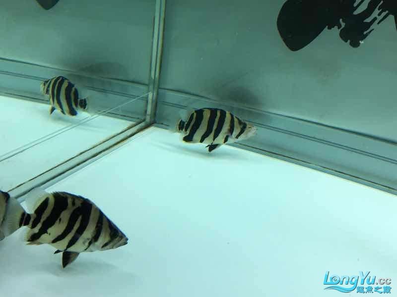 26cm四紋虎魚(yú)出售