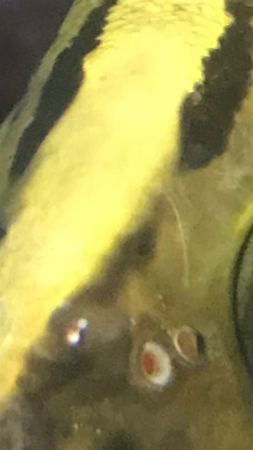 虎魚鼻孔上面有個洞蹭缸也比較頻繁蹭掉了麟片怎么回事？請大家幫忙看看