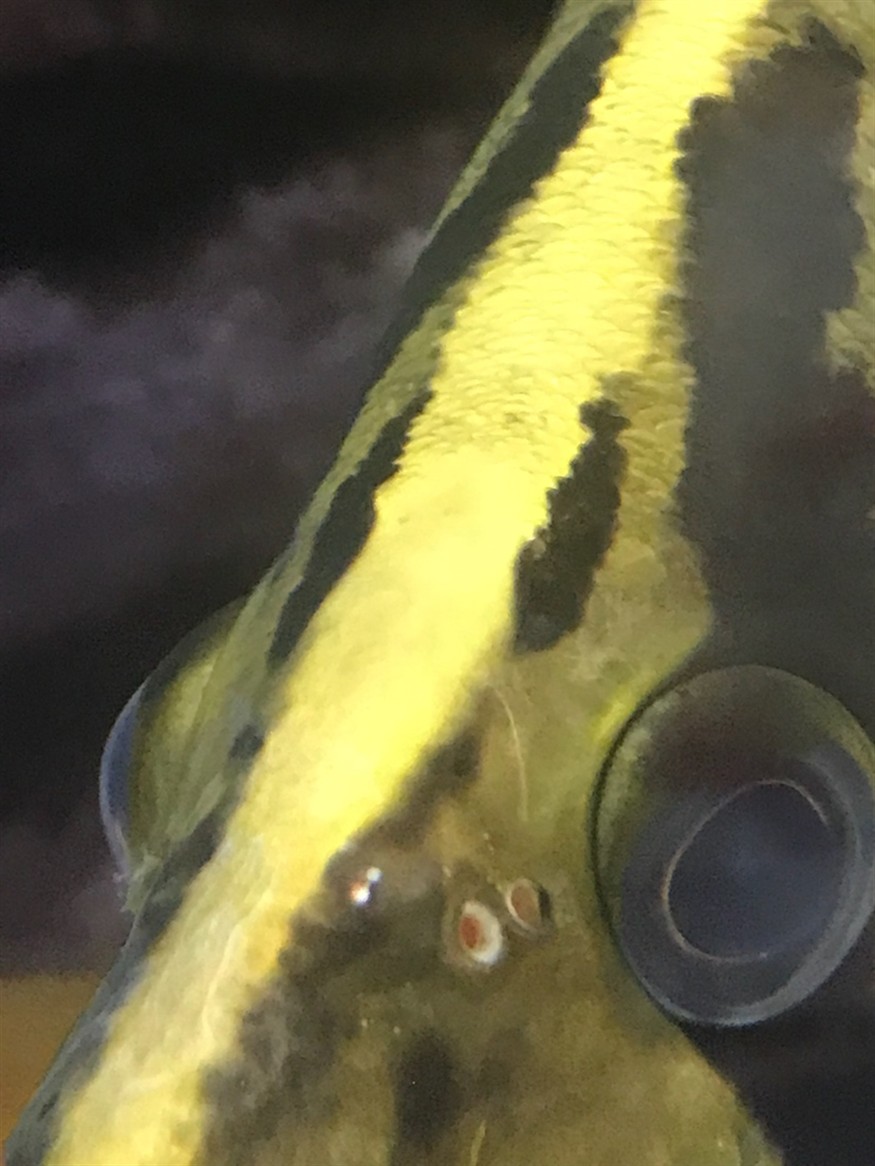虎魚鼻孔上面有個洞蹭缸也比較頻繁蹭掉了麟片怎么回事？請大家幫忙看看