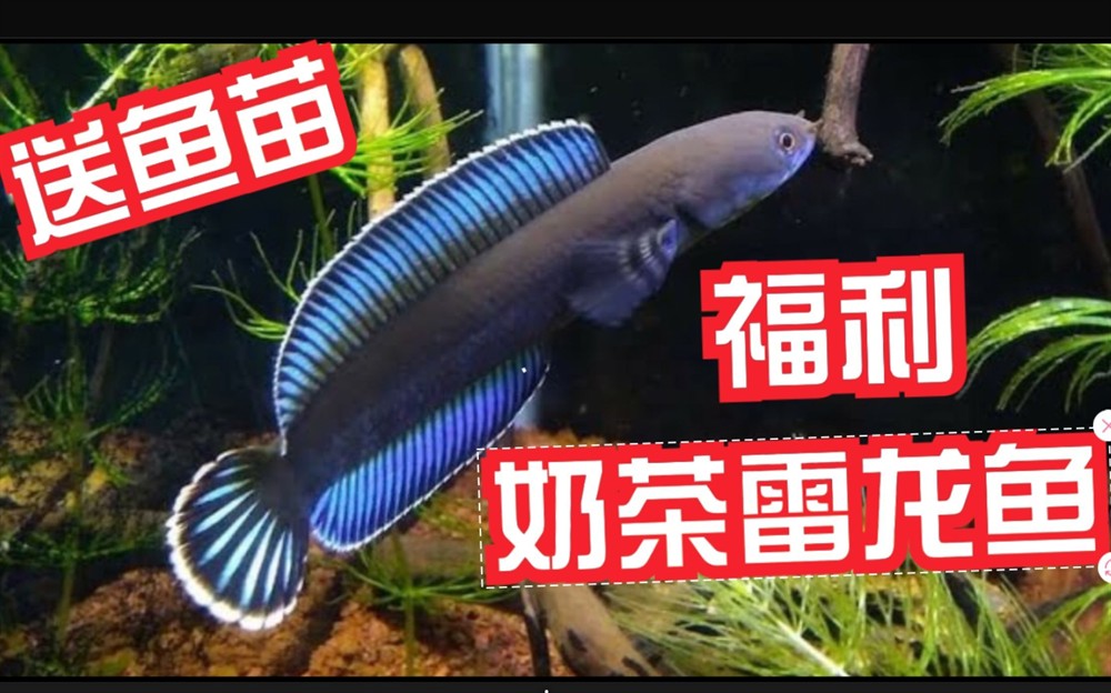 奶茶雷龍魚怎么配對繁殖