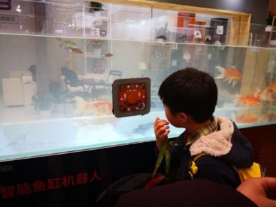 不想養魚了魚缸和魚怎么處理：不再養魚時，處理魚缸和魚需要謹慎，避免對家庭風水產生影響