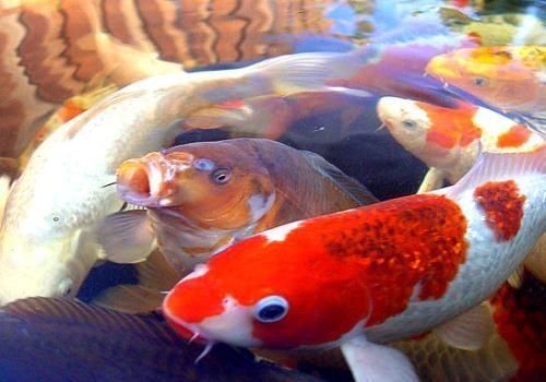 金龍魚缸怎么樣清潔消毒，金龍魚缸清潔和消毒方法