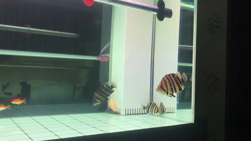 虎魚吃食問題