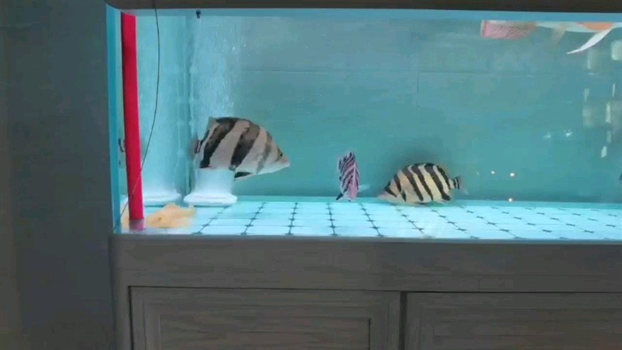 點評一下虎魚品相如何？ 點評一下虎魚品相如何？ 虎魚百科 第1張