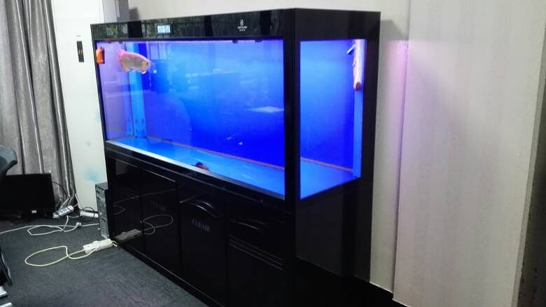 熱帶魚銀龍魚圖片欣賞（熱帶魚銀龍魚圖片欣賞大全）