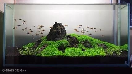 大型生態(tài)魚缸造景墻效果圖：如何設(shè)計一個大型生態(tài)魚缸造景墻
