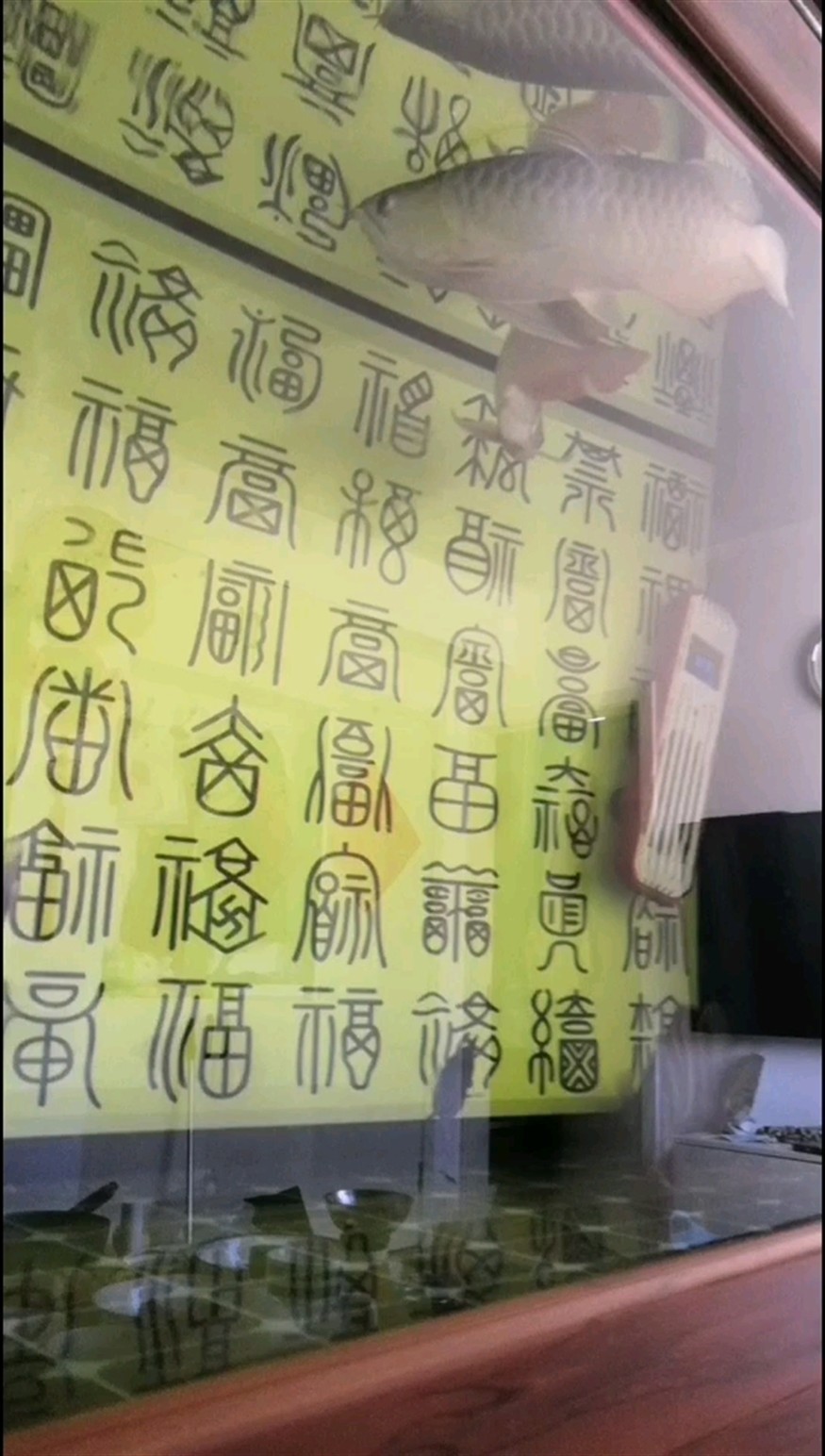 龍魚跟虎魚魟魚混養問題