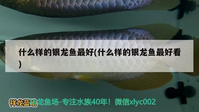 什么樣的銀龍魚最好(什么樣的銀龍魚最好看) 什么樣的銀龍魚最好(什么樣的銀龍魚最好看) 銀龍魚百科