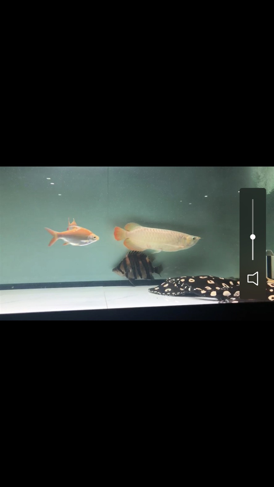 虎魚吃殺菌消毒的活泥鰍到底行不行？